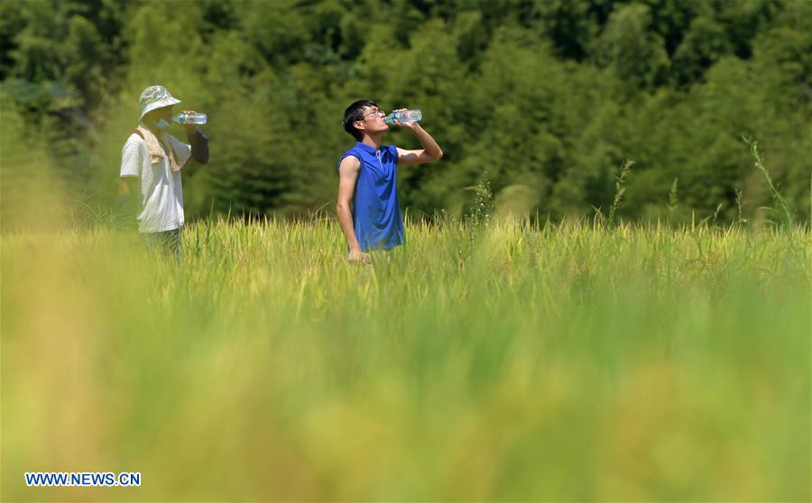 CHINA-JIANGXI-RICE-HARVEST (CN)