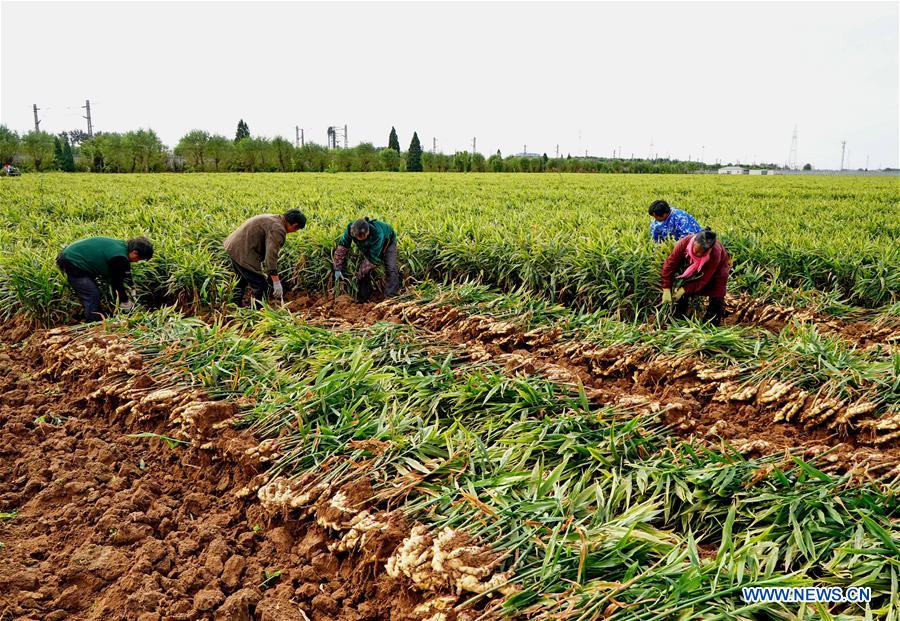 CHINA-HEBEI-AGRICULTURE-GINGER (CN)