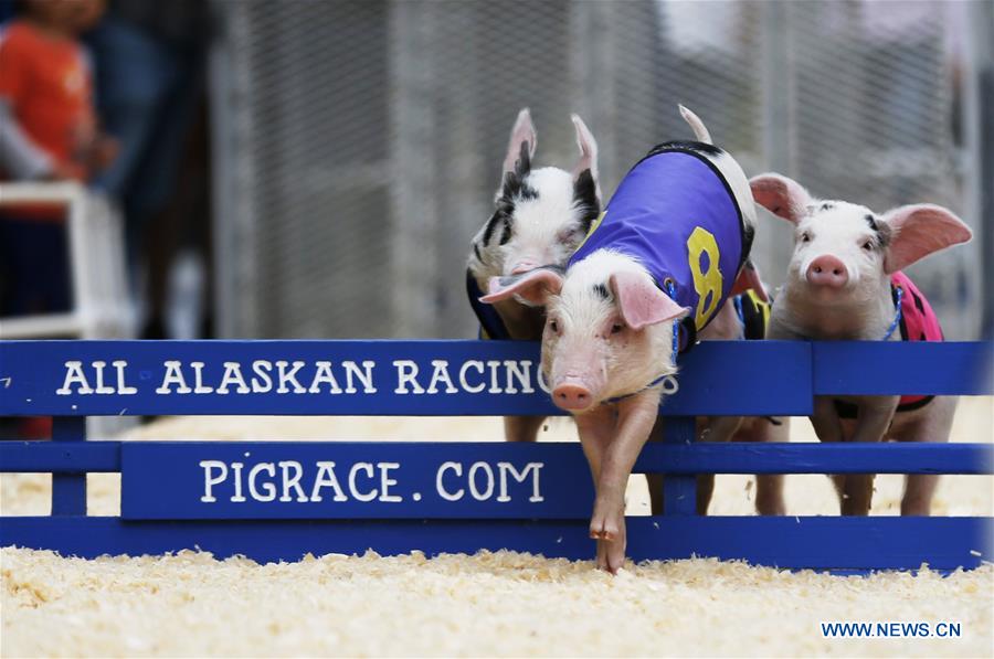 U.S.-LOS ANGELES-PIGGY-RACE