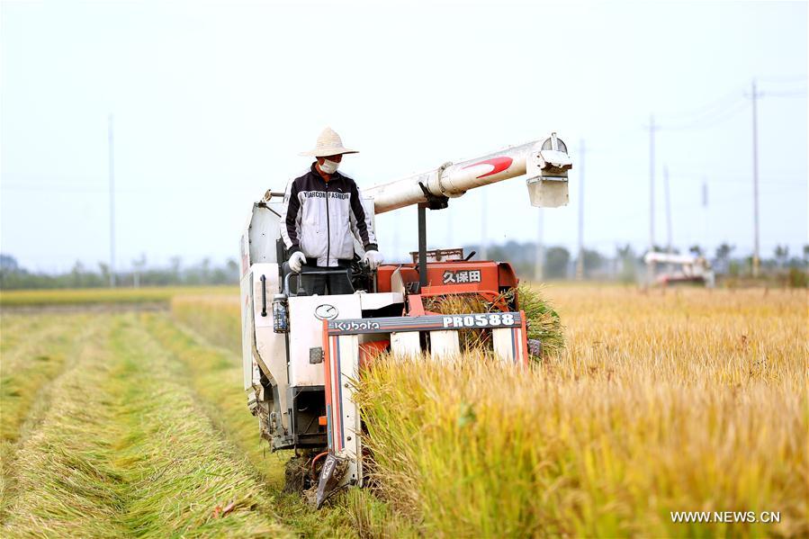 #CHINA-JIANGSU-HUAI'AN-RICE-HARVEST (CN)