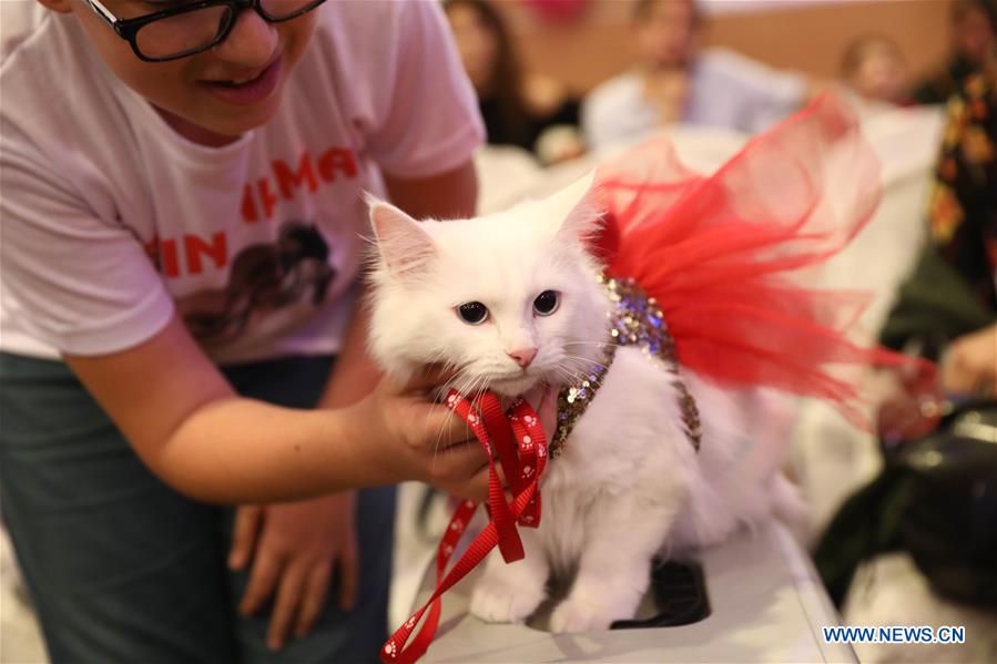 TURKEY-ANKARA-CATS-FESTIVAL