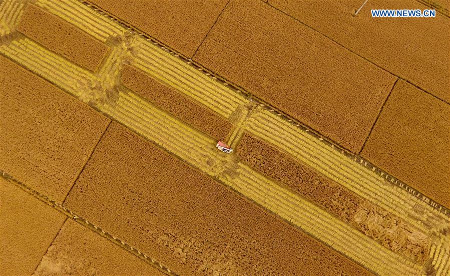 CHINA-HEBEI-SHIJIAZHUANG-RICE HARVEST (CN)