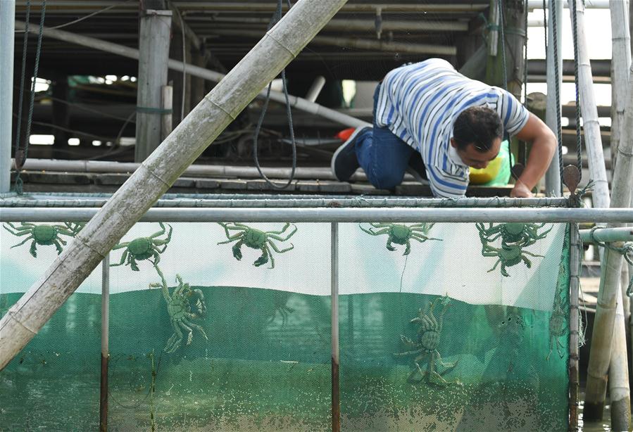 CHINA-ZHEJIANG-CRABS-HARVEST (CN)