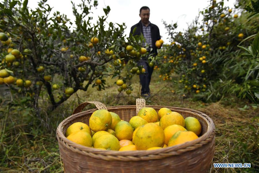 #CHINA-AGRICULTURE-HARVEST (CN)