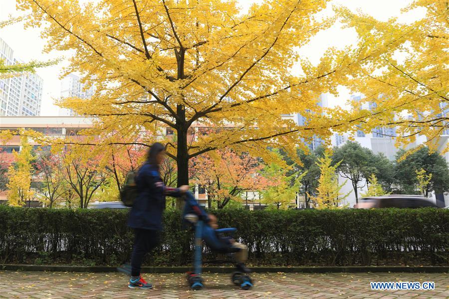 CHINA-GUIZHOU-AUTUMN-SCENERY (CN)