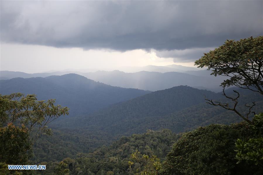 RWANDA-NYUNGWE NATIONAL PARK-SCENERY