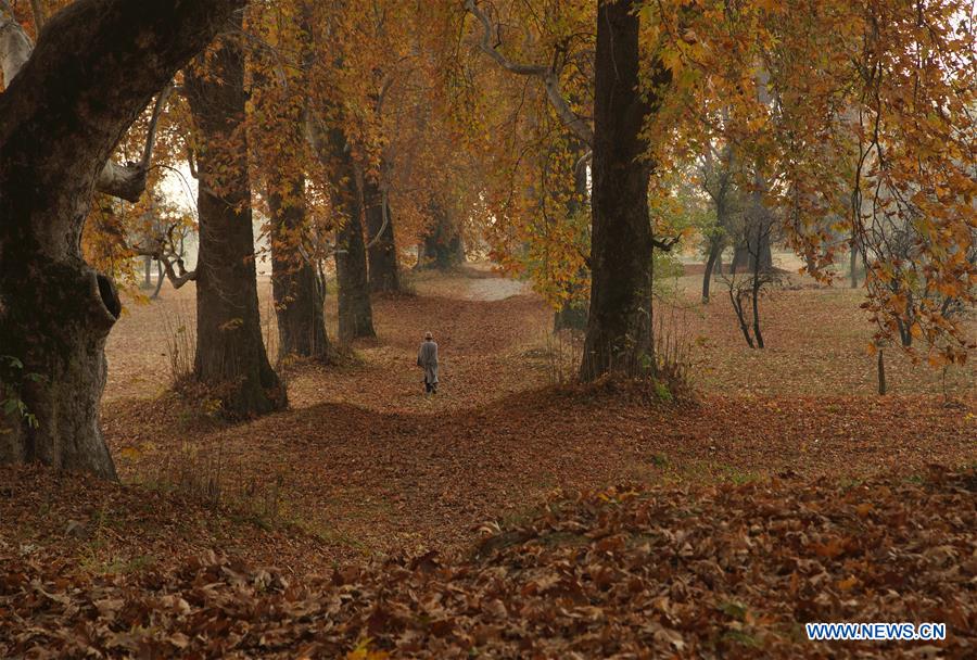 KASHMIR-SRINAGAR-AUTUMN