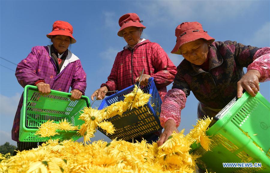 CHINA-JIANGXI-NANCHANG-CHRYSANTHEMUM INDUSTRY (CN)