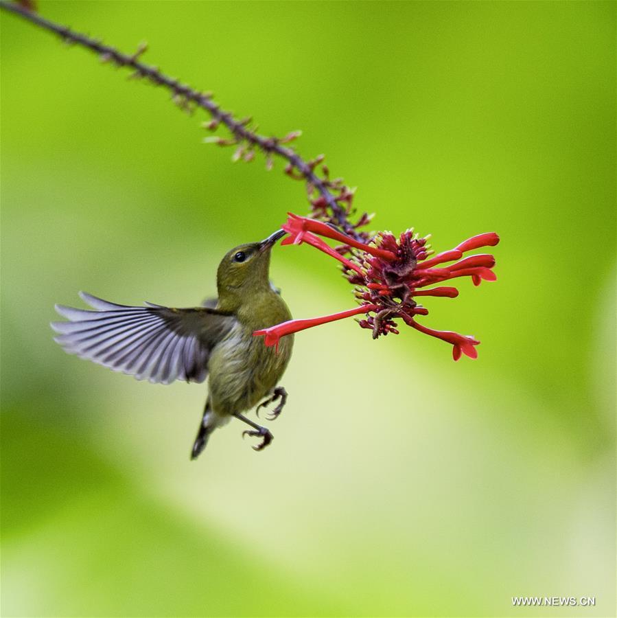 CHINA-FUZHOU-FLOWERS-BIRD (CN) 