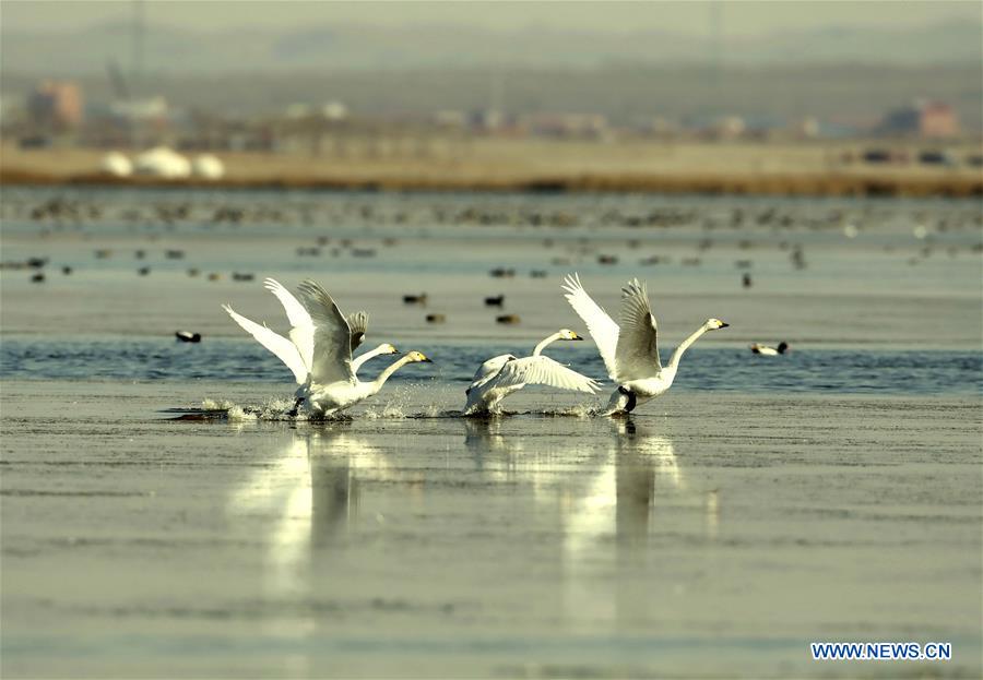 CHINA-HEBEI-WINTER-SWAN (CN)