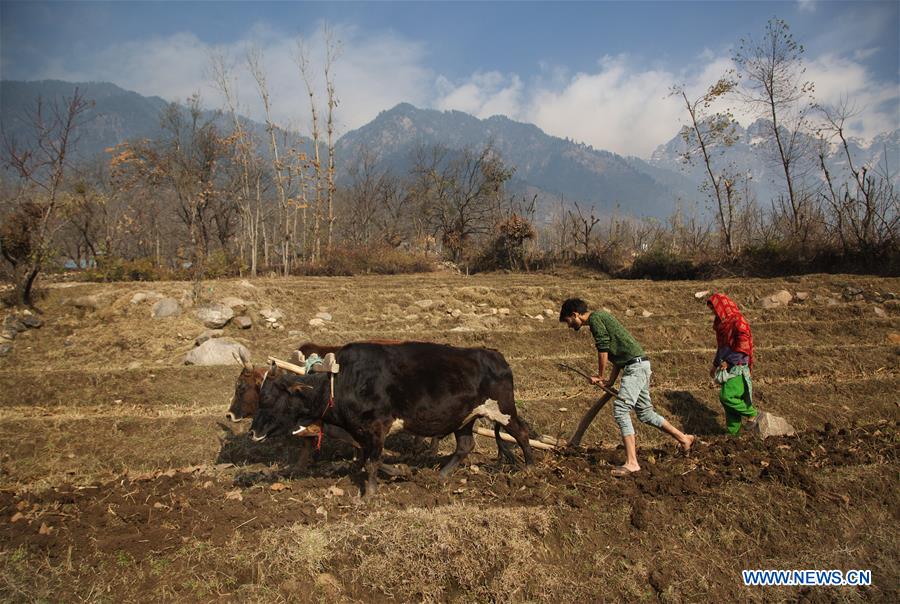 KASHMIR-SRINAGAR-DAILY LIFE