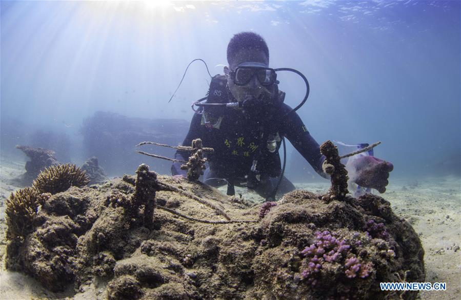 CHINA-HAINAN-DIVING INSTRUCTOR-CORAL REEF RESTORATION (CN)