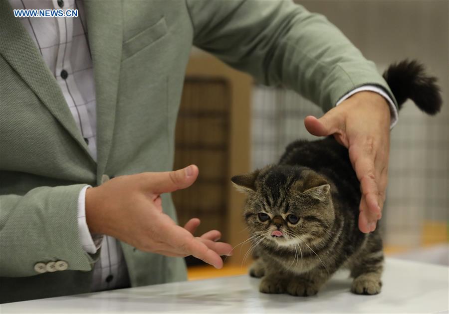 ITALY-BOLOGNA-AMERICAN CAT SHOW