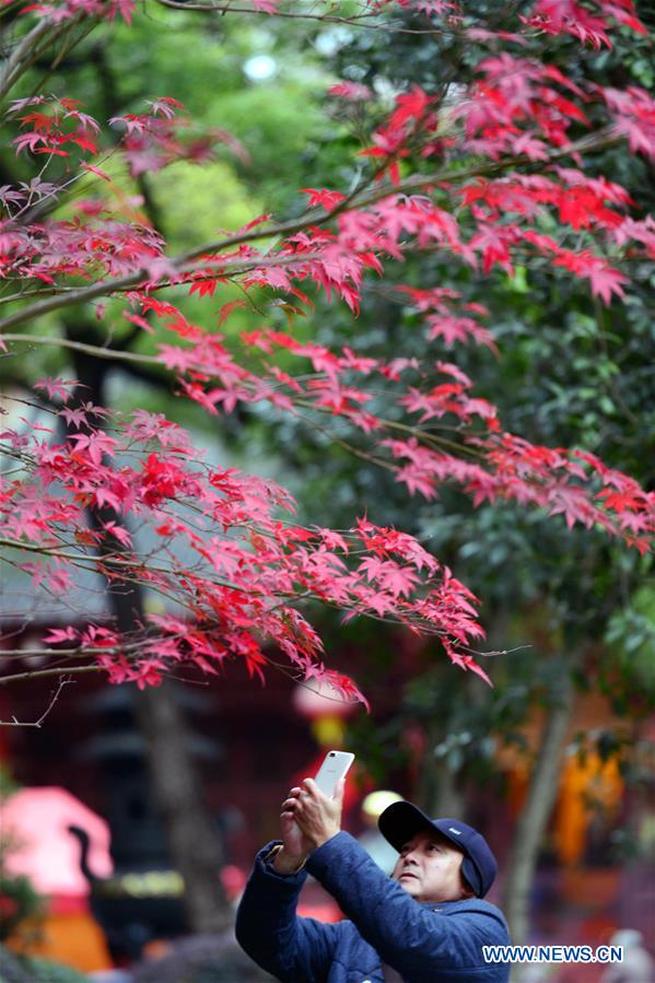 #CHINA-JIANGSU-MAPLE-SCENERY (CN)