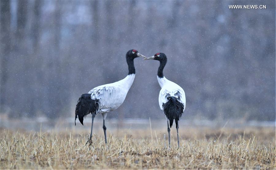 (InTibet)CHINA-ENDANGERED SPECIES-BLACK-NECKED CRANE (CN)