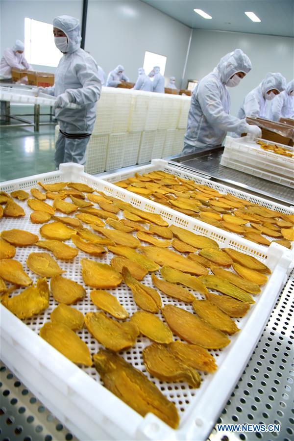 #CHINA-SHANDONG-ZAOZHUANG-SWEET POTATO (CN)