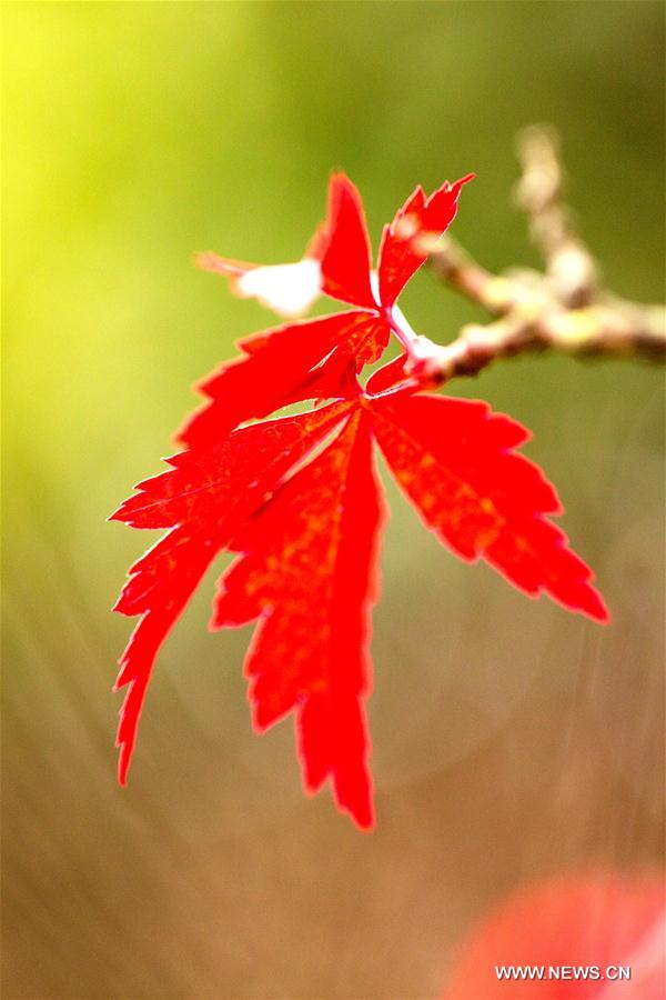 #CHINA-HUBEI-YICHANG-MAPLE LEAVES (CN)