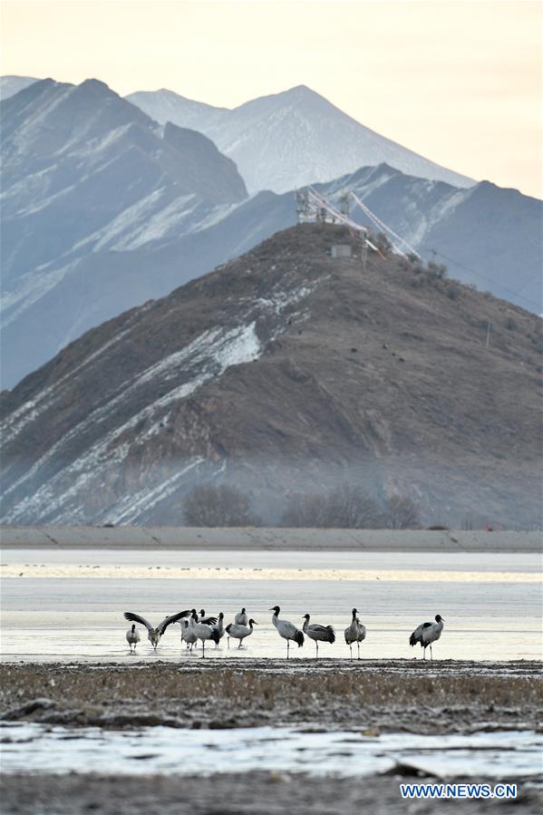 CHINA-LHASA-BLACK-NECKED CRANES (CN)