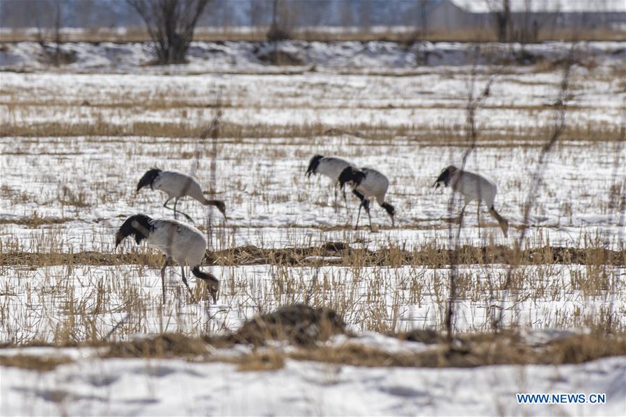 #CHINA-LHASA-BLACK-NECKED CRANES (CN*)