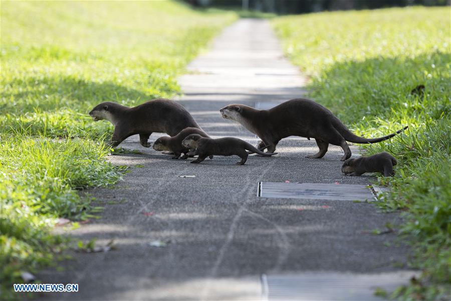 SINGAPORE-NEWBORN OTTER