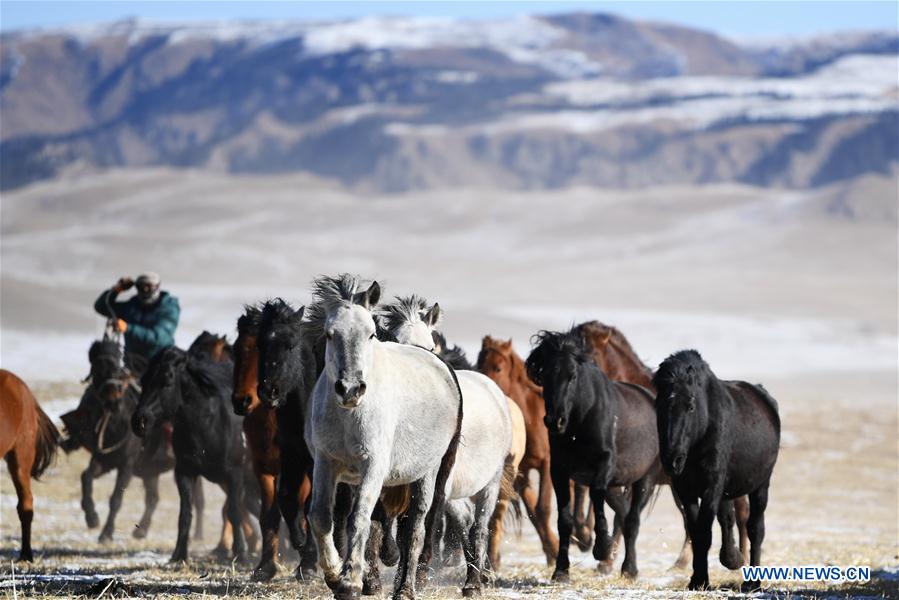 CHINA-GANSU-SHANDAN RANCH-HORSE (CN)