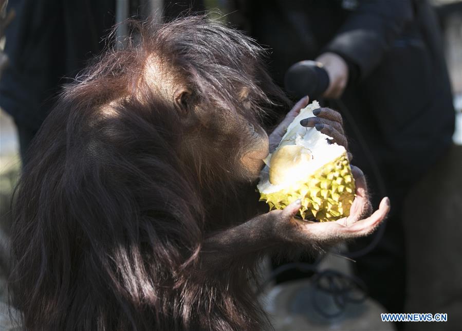 CHINA-YUNNAN-KUNMING-ANIMALS-TROPICAL FRUITS (CN)