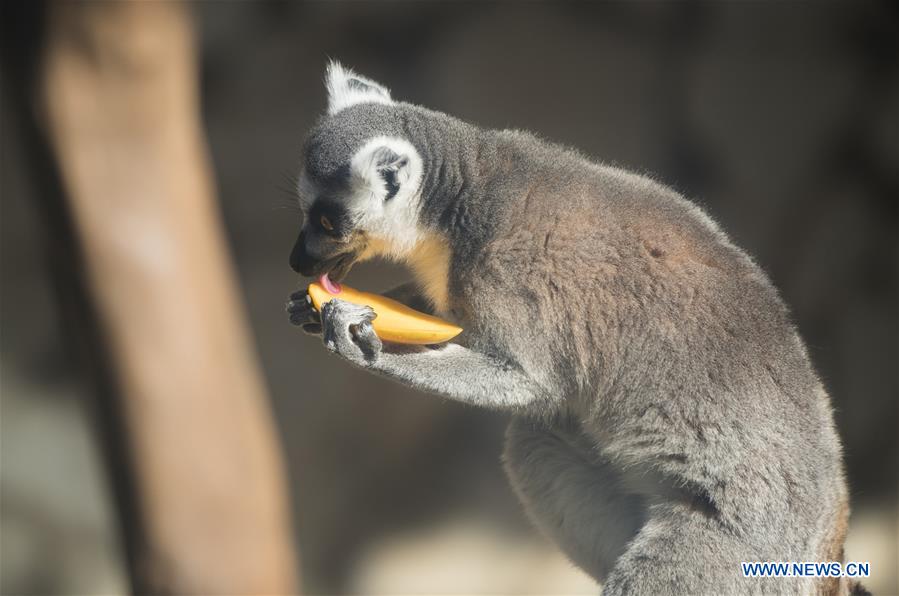 CHINA-YUNNAN-KUNMING-ANIMALS-TROPICAL FRUITS (CN)