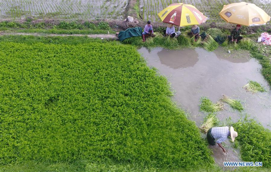 #CHINA-QIONGHAI-FARMING-VEGETABLE (CN)