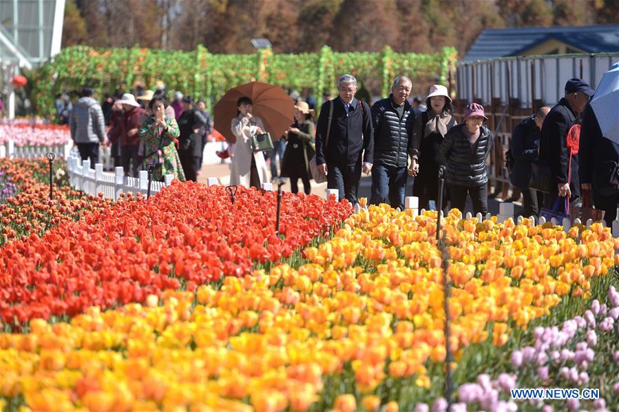 CHINA-KUNMING-TULIP FLOWERS (CN)