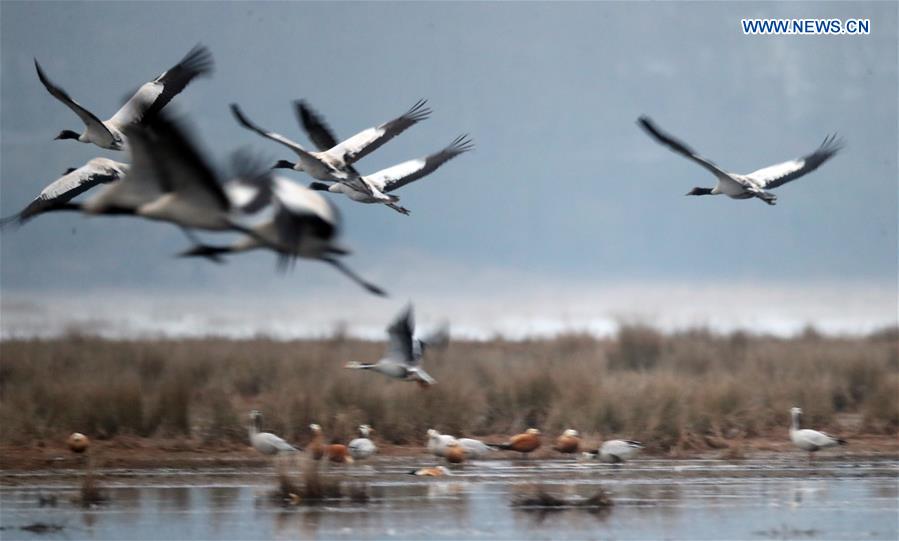 CHINA-GUIZHOU-WEINING-BLACK-NECKED CRANES (CN)