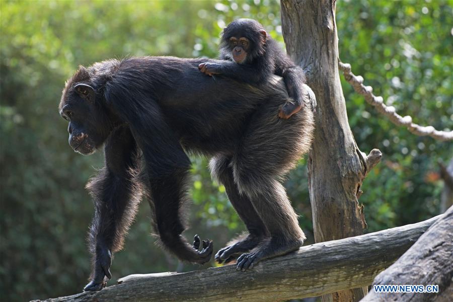 SINGAPORE-WRS-NEWBORN ANIMALS