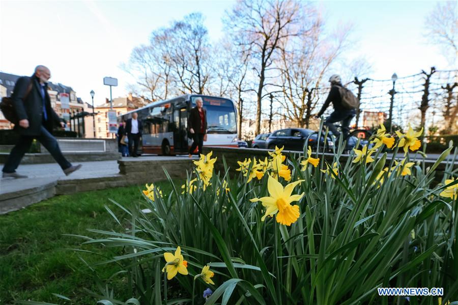 BELGIUM-BRUSSELS-NARCISSUS-BLOOM