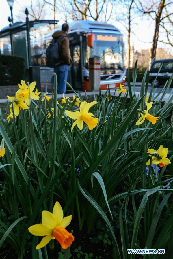 BELGIUM-BRUSSELS-NARCISSUS-BLOOM