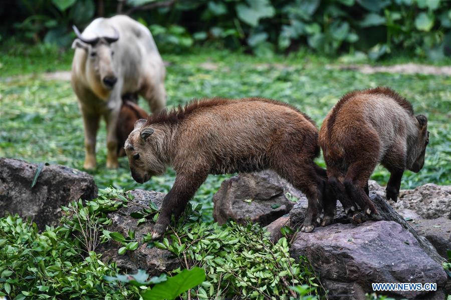 CHINA-GUANGZHOU-CHIMELONG-BUDORCAS TAXICOLOR BABIES (CN)