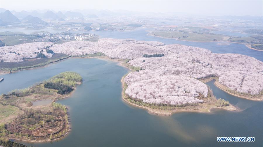 CHINA-GUIZHOU-CHERRY BLOSSOM-TOURISM (CN)