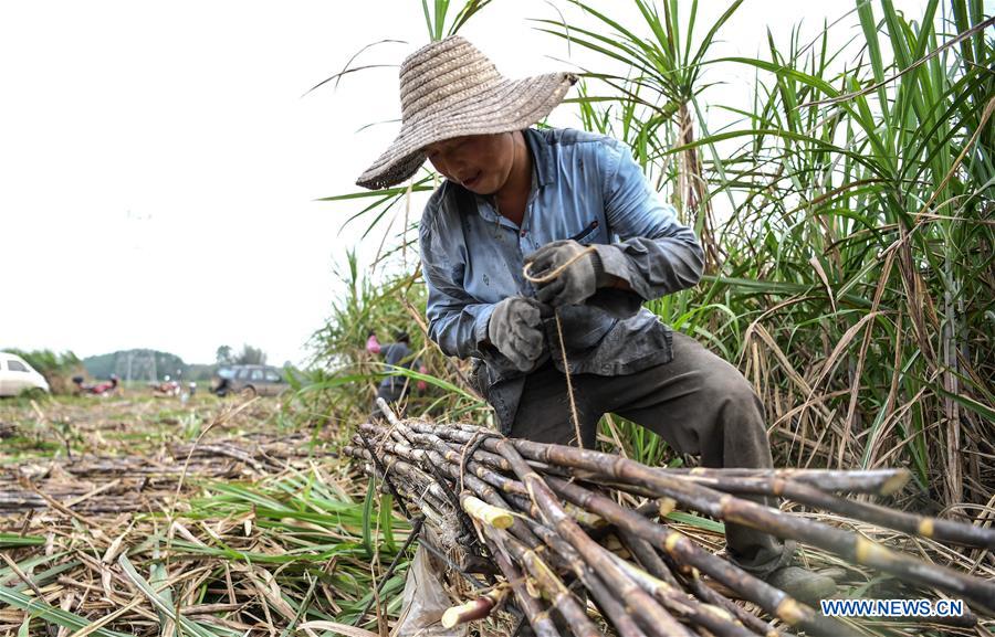 CHINA-GUANGXI-QINZHOU-SUGAR CANE-HARVEST (CN)