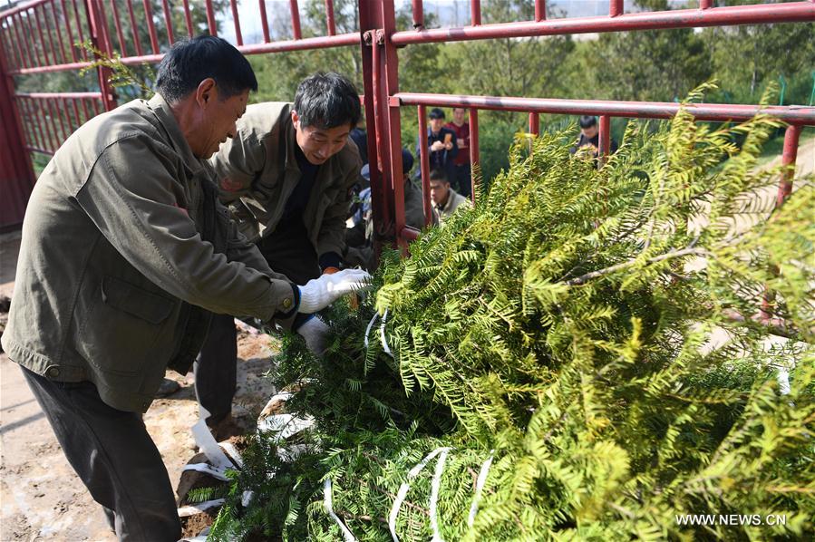 CHINA-GANSU-HUIXIAN-POVERTY ALLEVIATION-TREE NURSERY (CN)