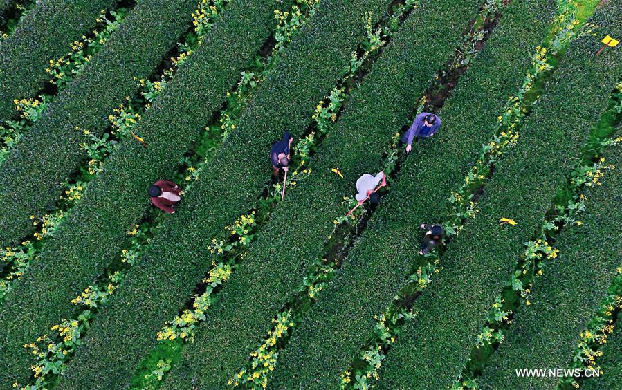 #CHINA-FUJIAN-SPRING TEA (CN)