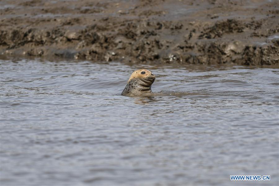 CHINA-LIAONING-PANJIN-SPOTTED SEALS (CN)