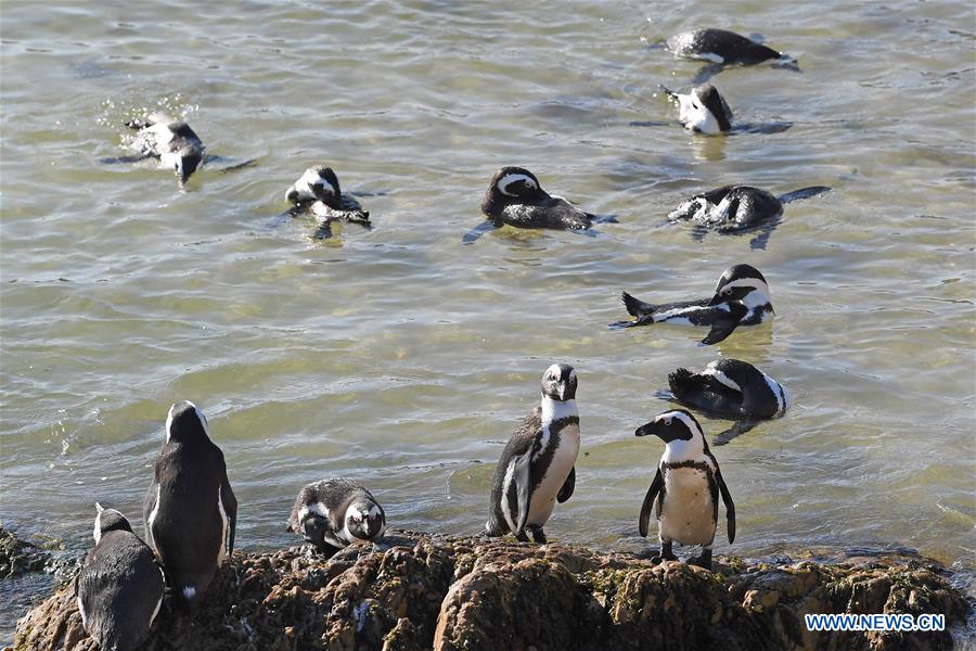 SOUTH AFRICA-CAPE TOWN-BETTY'S BAY-PENGUIN