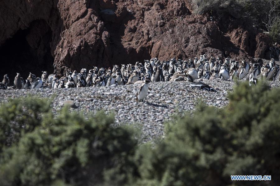 ARGENTINA-CHUBUT-PUNTA TOMBO RESERVE-PENGUINS