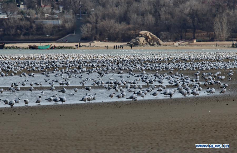 CHINA-QINHUANGDAO-MIGRATORY BIRDS (CN)