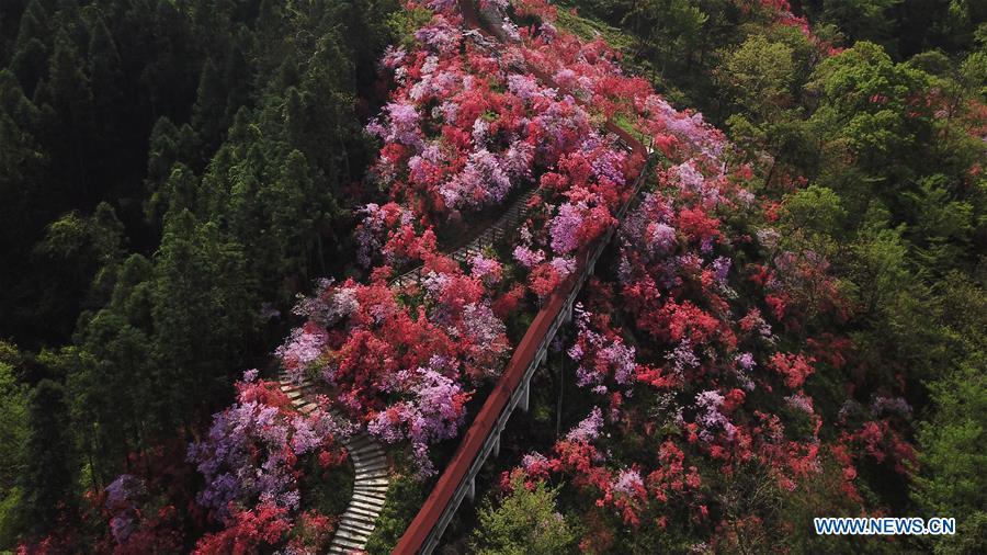 CHINA-ANHUI-YUEXI-AZALEA (CN)