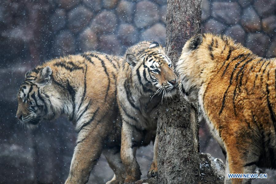 CHINA-HEILONGJIANG-SNOW-SIBERIAN TIGERS (CN)