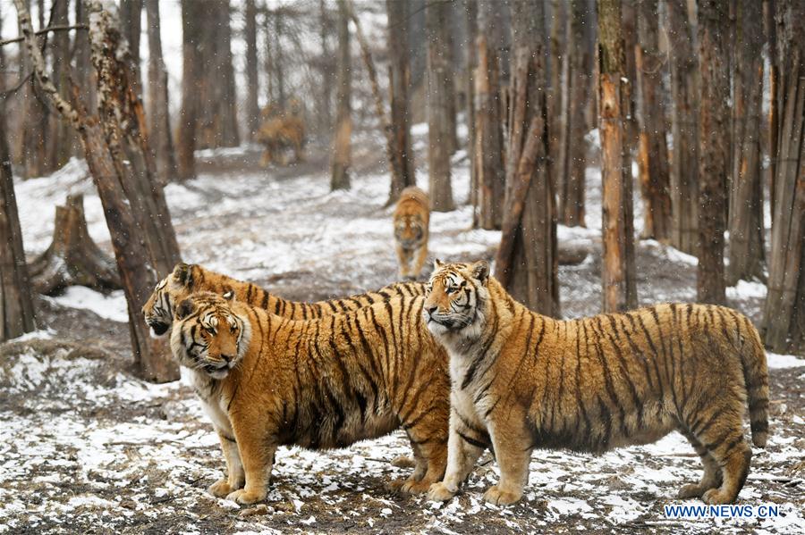 CHINA-HEILONGJIANG-SNOW-SIBERIAN TIGERS (CN)