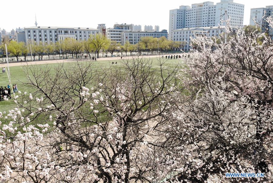 CHINA-HARBIN-APRICOT FLOWERS (CN)