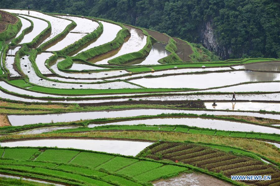 CHINA-GUIZHOU-DANZHAI-TERRACED FIELDS (CN)