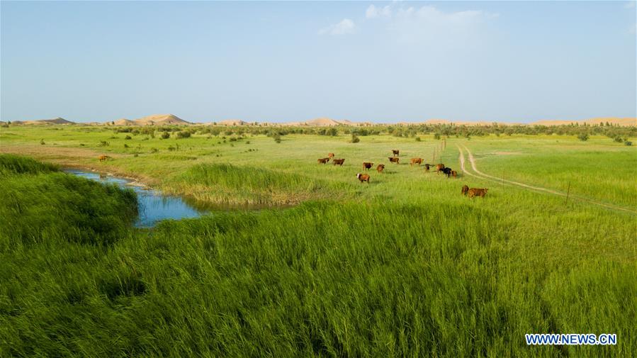 Xinhua Headlines: Chinese experience inspires world's greening efforts