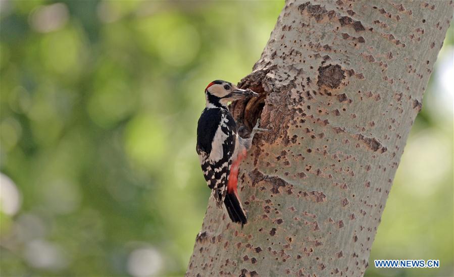 CHINA-LIAONING-SHENYANG-WOODPECKER (CN)