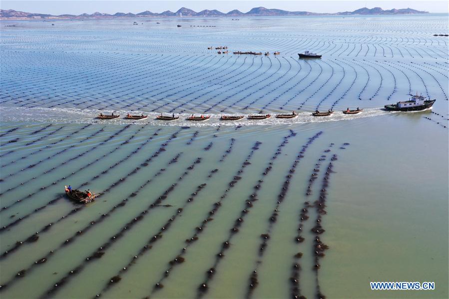 #CHINA-SHANDONG-RONGCHENG-KELP-HARVEST (CN)